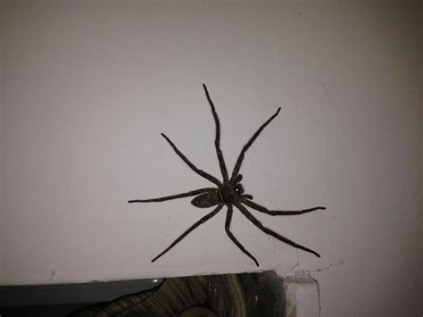 家裡有大蜘蛛 懷孕可以搬重物嗎